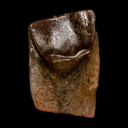 0.5" Triceratops Fossil Tooth Lance Creek FM Cretaceous Dinosaur WY COA Display