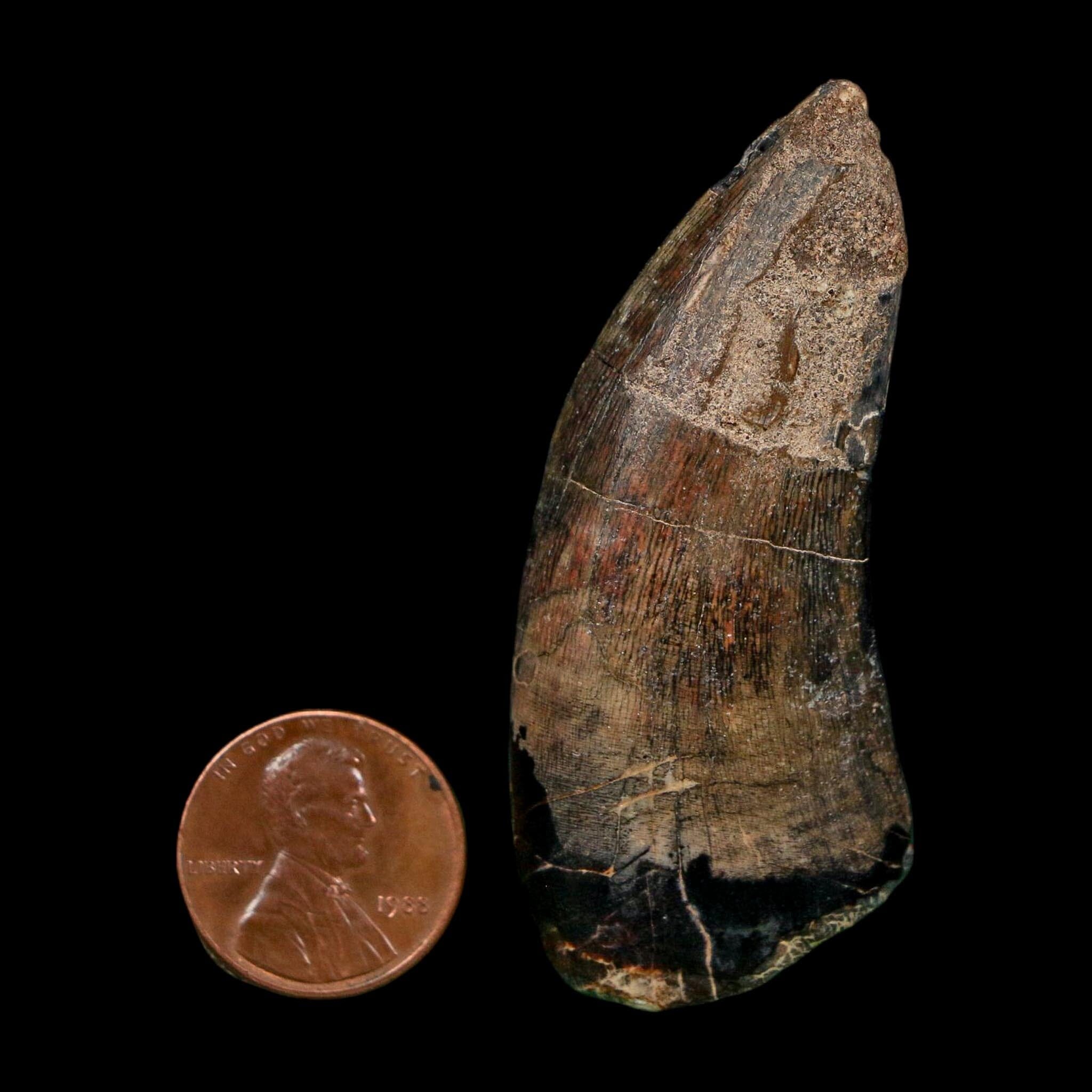 2.4" Eocarcharia Dinops Tooth Fossil Cretaceous Age Carcharodontosaurid Dinosaur Niger - Fossil Age Minerals