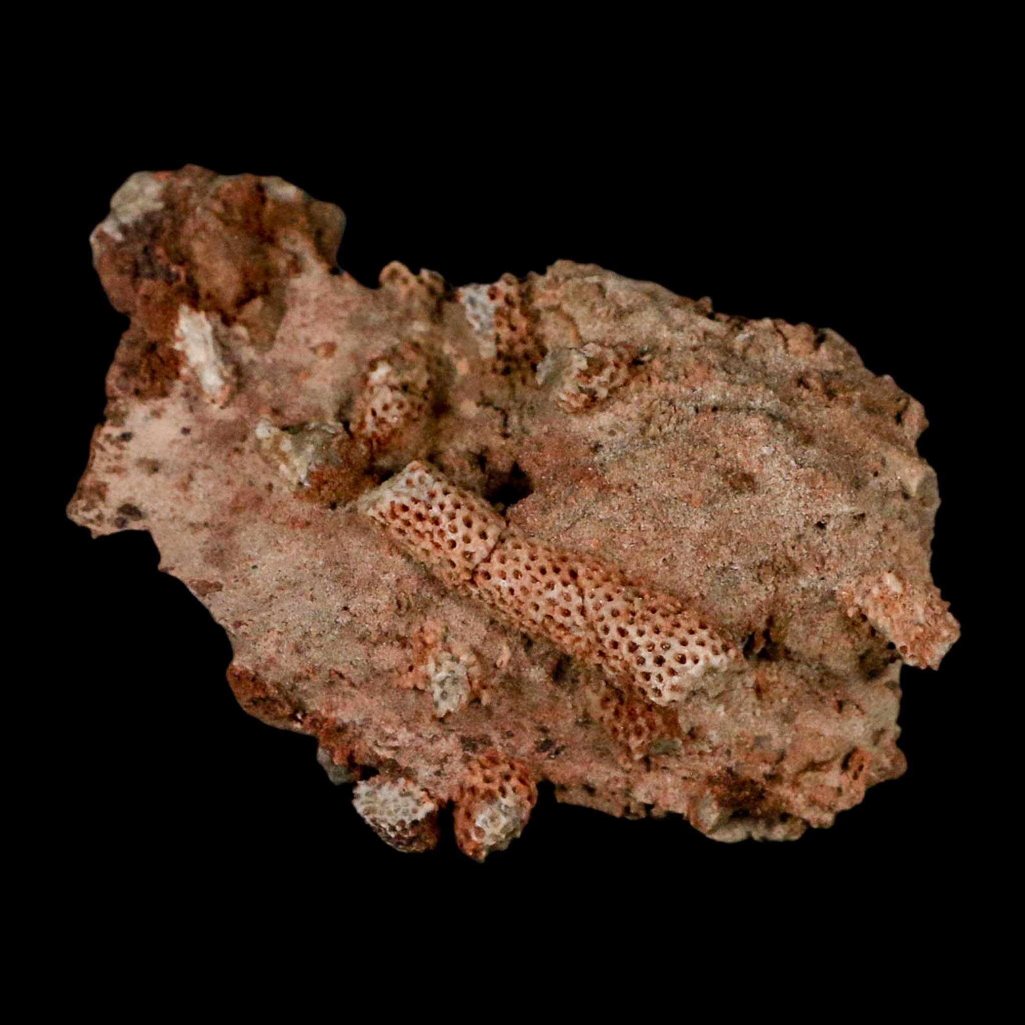 2.3" Thamnopora SP Coral Fossil Coral Reef Devonian Age Verde Valley, Arizona - Fossil Age Minerals
