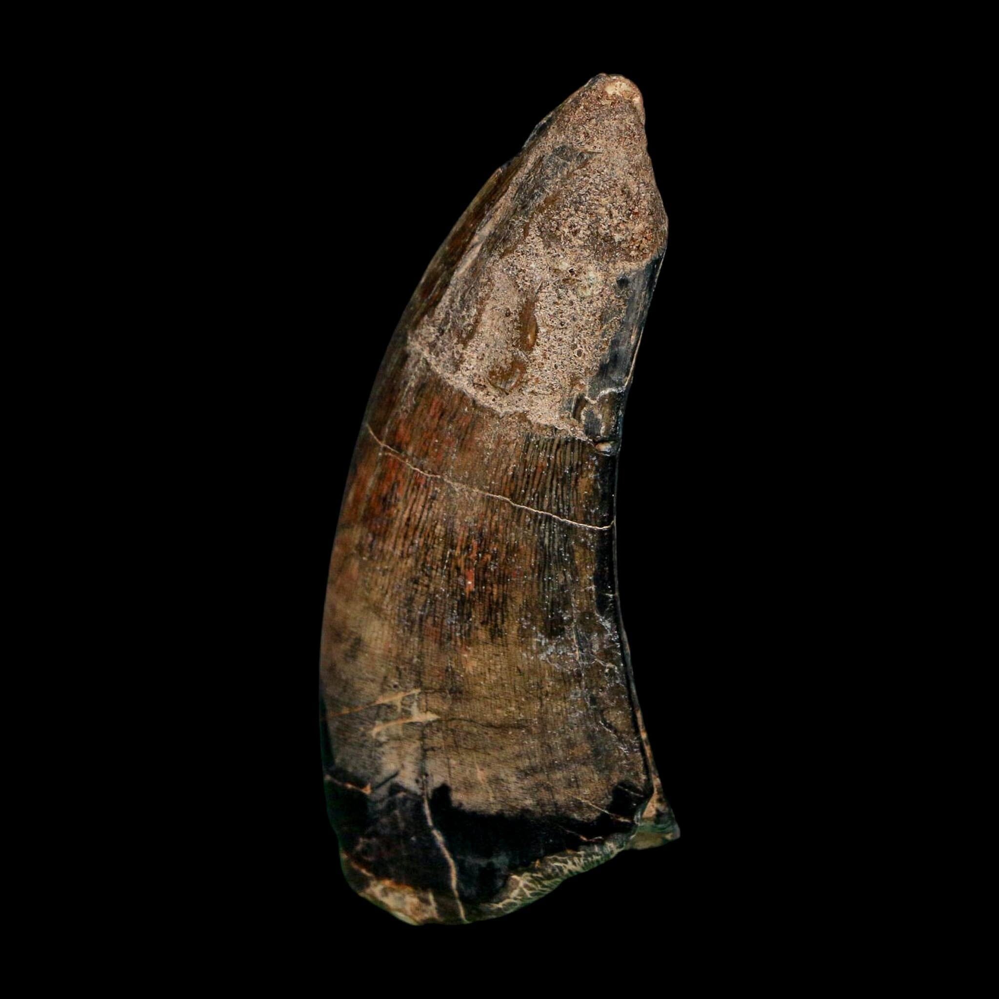 2.4" Eocarcharia Dinops Tooth Fossil Cretaceous Age Carcharodontosaurid Dinosaur Niger - Fossil Age Minerals