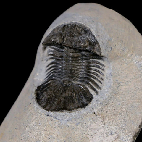 1.5" Scabriscutellum Trilobite Fossil Devonian Morocco 400 Million Years Old COA - Fossil Age Minerals