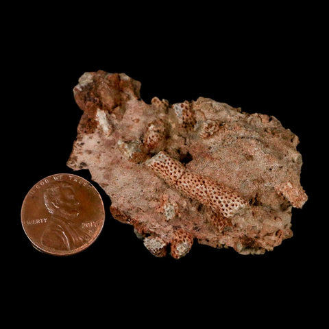 2.3" Thamnopora SP Coral Fossil Coral Reef Devonian Age Verde Valley, Arizona