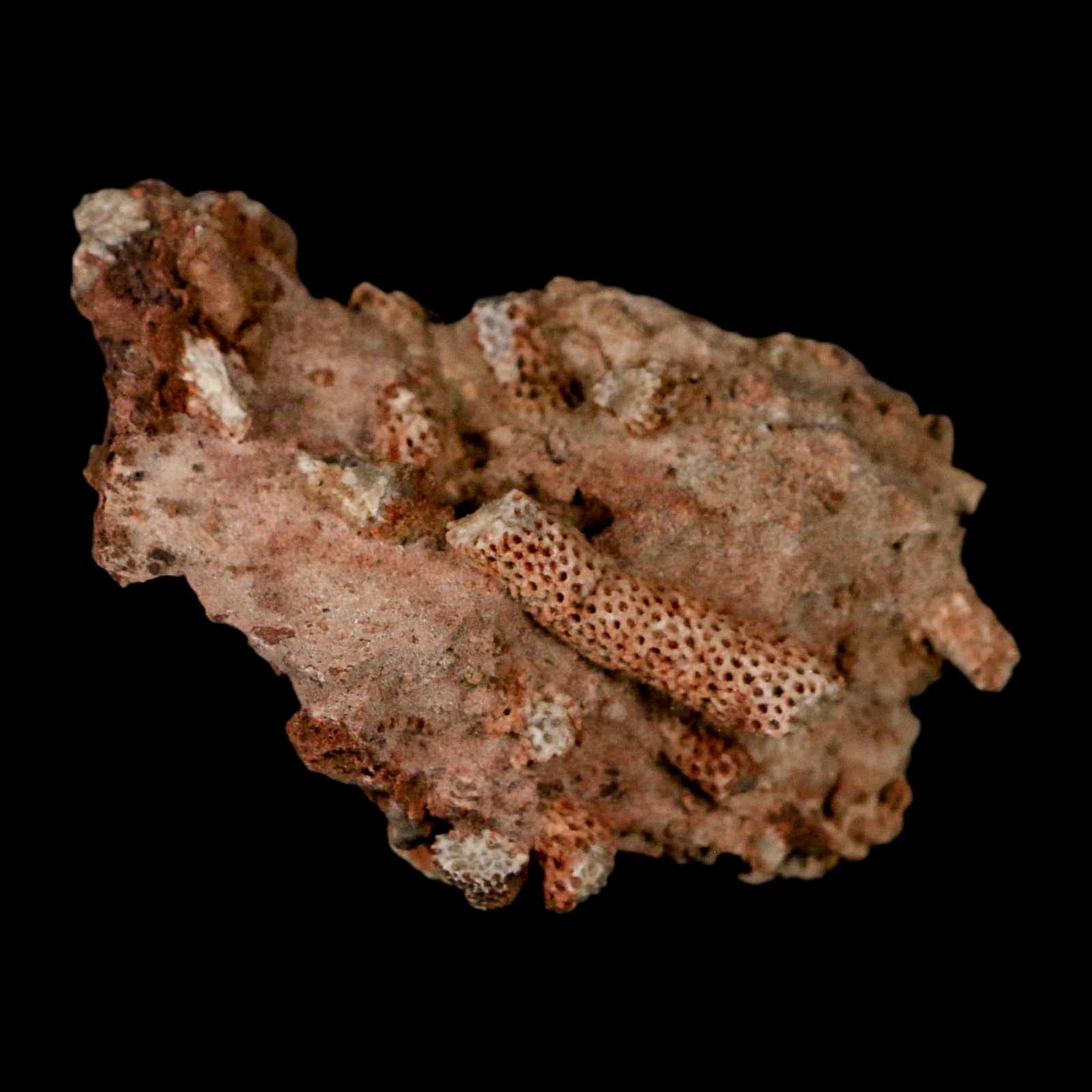 2.3" Thamnopora SP Coral Fossil Coral Reef Devonian Age Verde Valley, Arizona - Fossil Age Minerals
