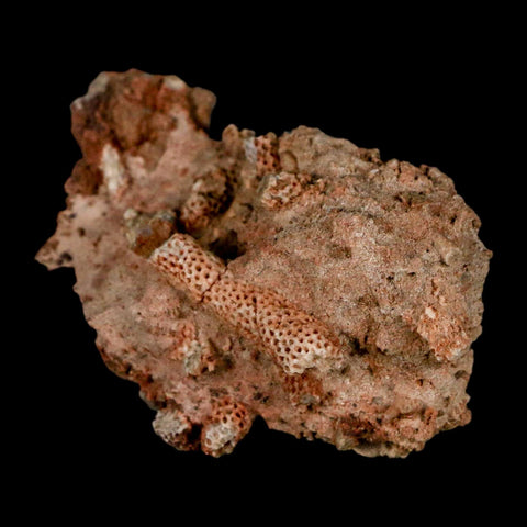 2.3" Thamnopora SP Coral Fossil Coral Reef Devonian Age Verde Valley, Arizona
