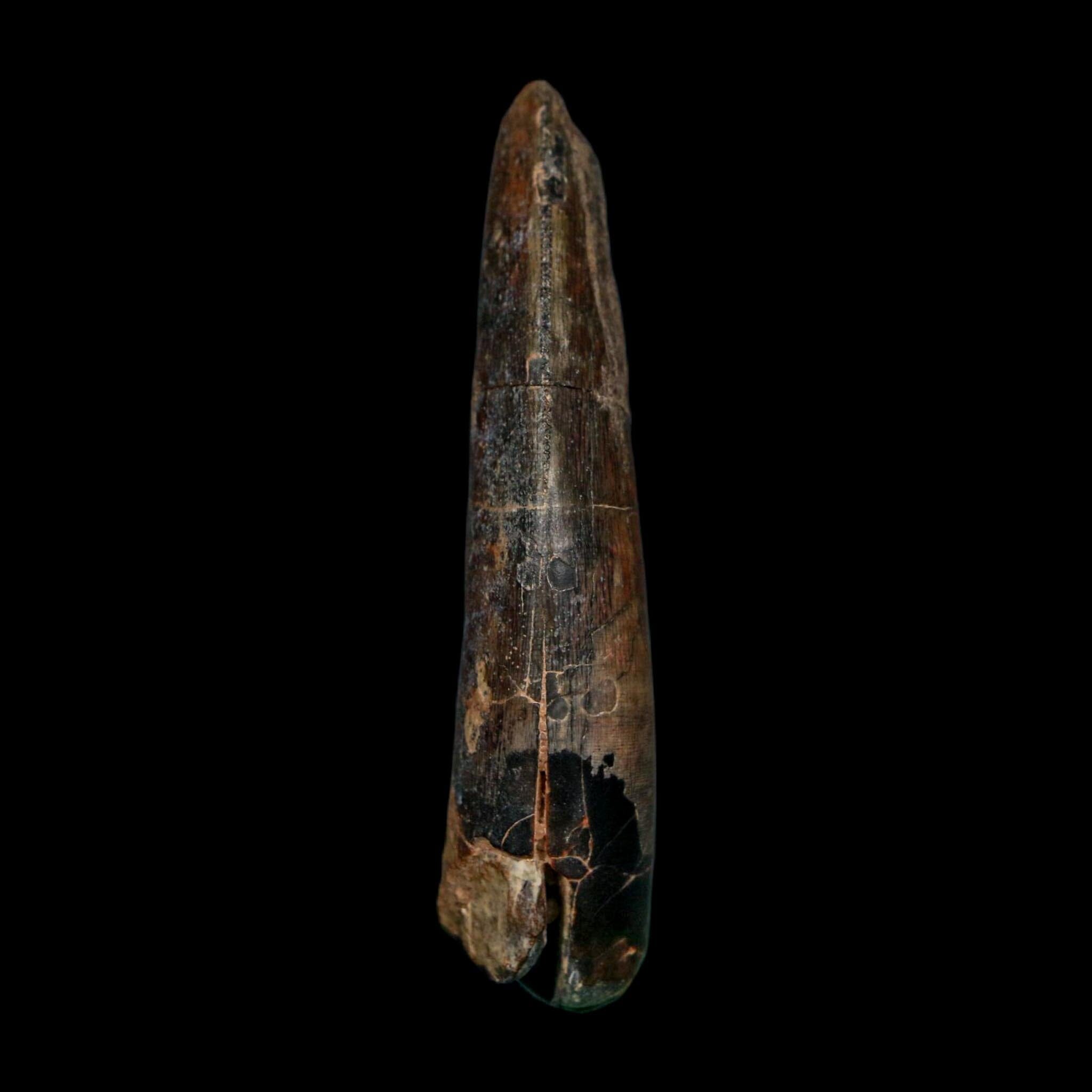 2.4" Eocarcharia Dinops Tooth Fossil Cretaceous Age Carcharodontosaurid Dinosaur Niger - Fossil Age Minerals