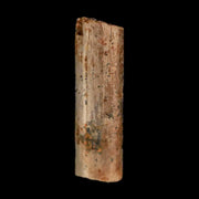 0.9" Hadrosaur Dinosaur Tendon Fossil Lance Creek FM Cretaceous WY COA Display