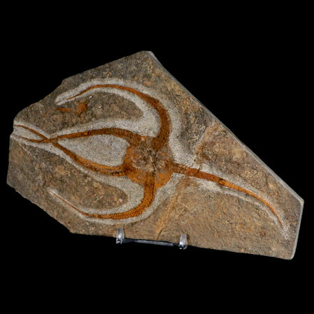 XL 7" Brittlestar Ophiura Sp Starfish Fossil Ordovician Age Morocco COA & Stand