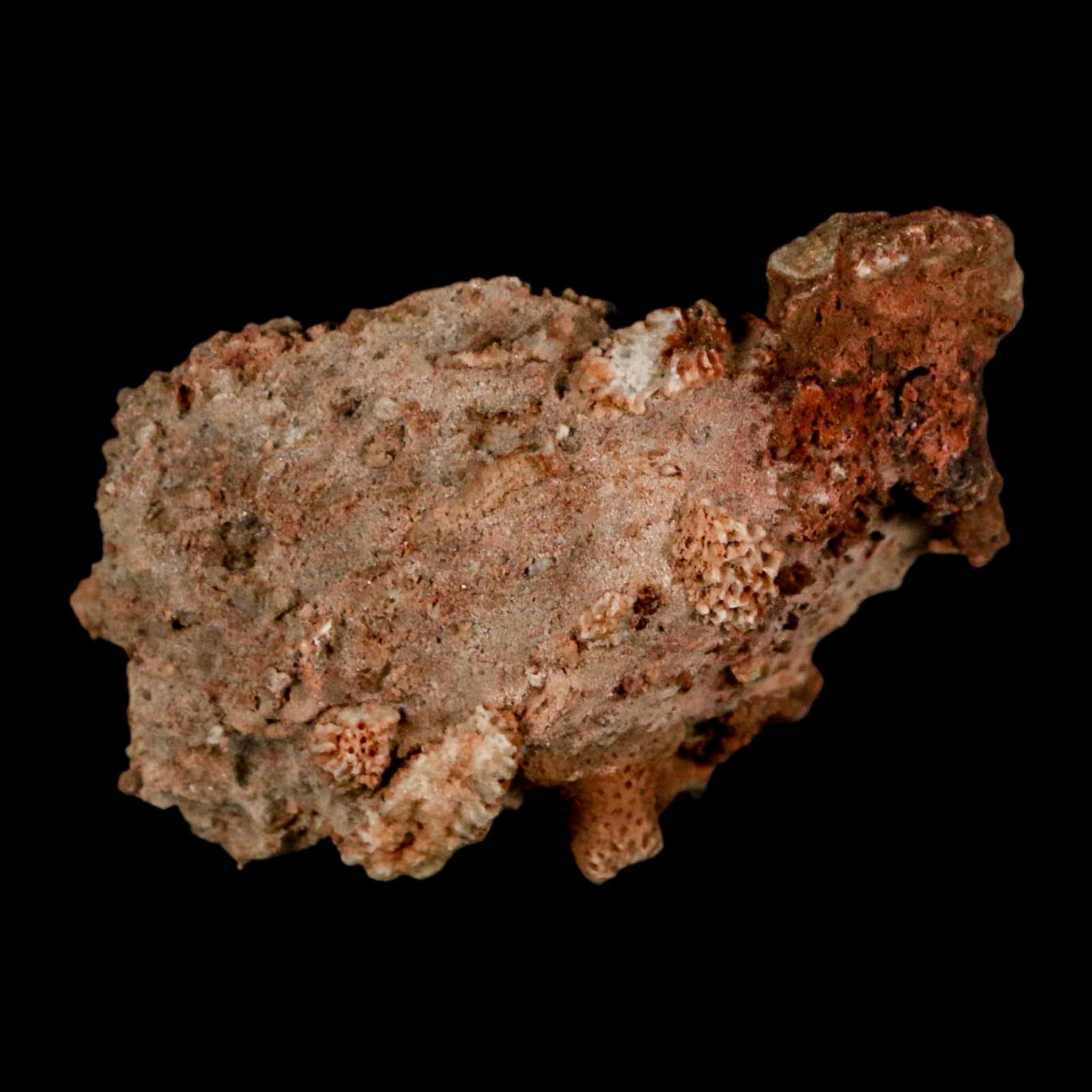 2.3" Thamnopora SP Coral Fossil Coral Reef Devonian Age Verde Valley, Arizona - Fossil Age Minerals