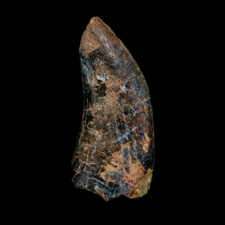 2.4" Eocarcharia Dinops Tooth Fossil Cretaceous Age Carcharodontosaurid Dinosaur Niger