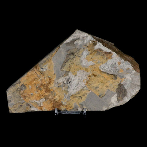 XL 7" Brittlestar Ophiura Sp Starfish Fossil Ordovician Age Morocco COA & Stand - Fossil Age Minerals
