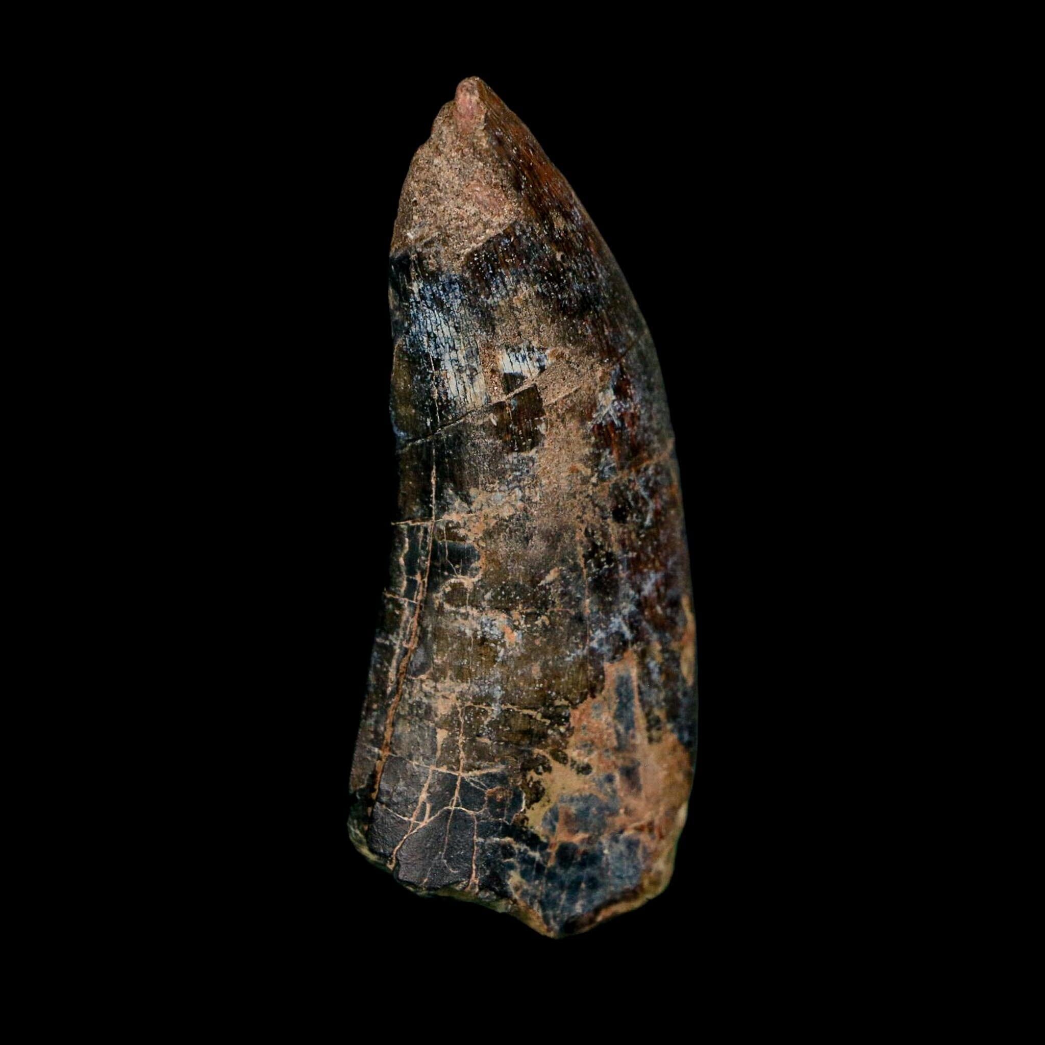 2.4" Eocarcharia Dinops Tooth Fossil Cretaceous Age Carcharodontosaurid Dinosaur Niger - Fossil Age Minerals