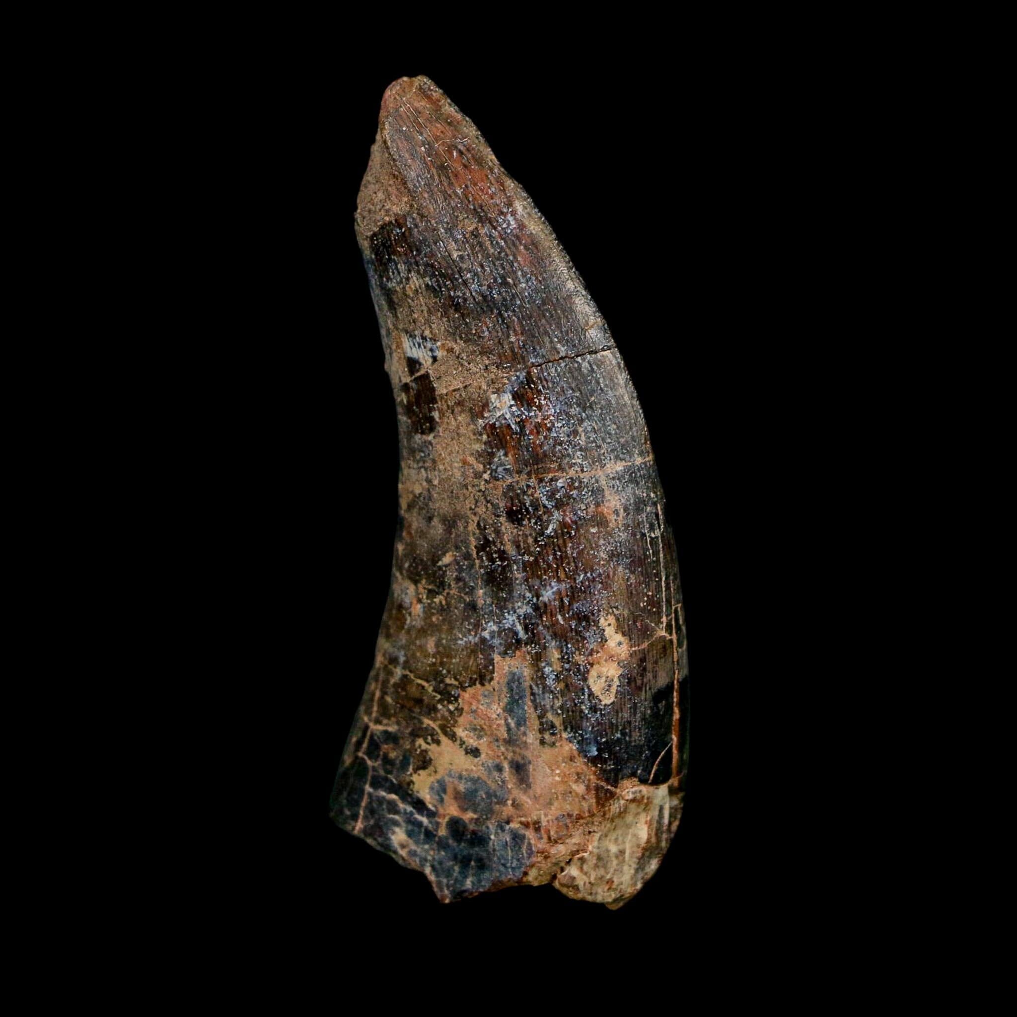 2.4" Eocarcharia Dinops Tooth Fossil Cretaceous Age Carcharodontosaurid Dinosaur Niger - Fossil Age Minerals