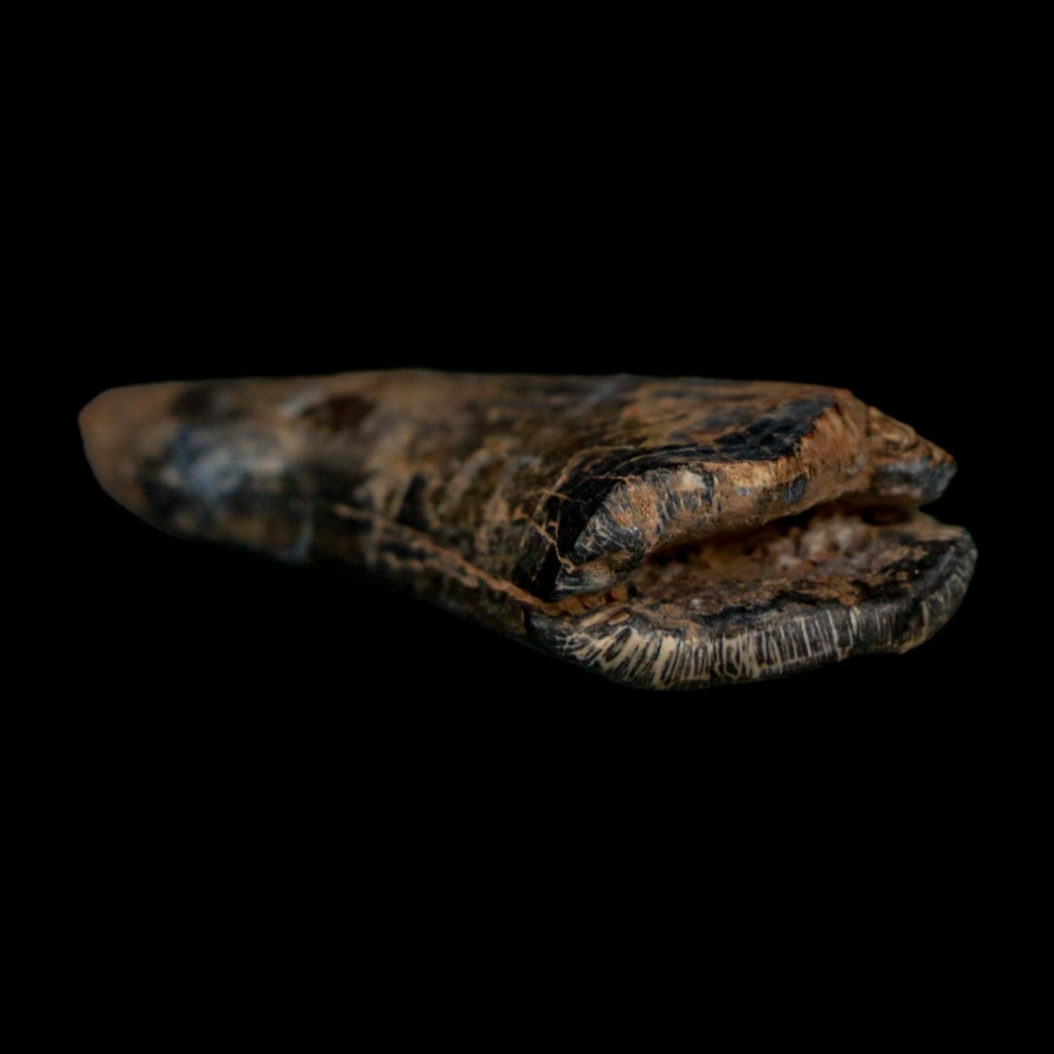 2.4" Eocarcharia Dinops Tooth Fossil Cretaceous Age Carcharodontosaurid Dinosaur Niger - Fossil Age Minerals