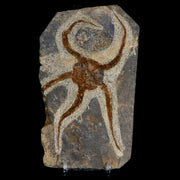 5" Brittlestar Ophiura Sp Starfish Fossil Ordovician Age Morocco COA & Stand
