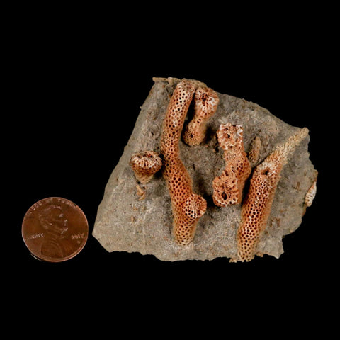 2.1" Thamnopora SP Coral Fossil Coral Reef Devonian Age Verde Valley, Arizona