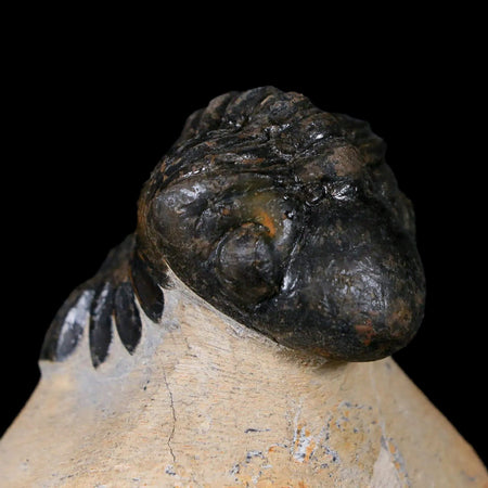 2.9" Reedops Cephalotes Trilobite Fossil Morocco Devonian Age 400 Mil Yrs Old COA