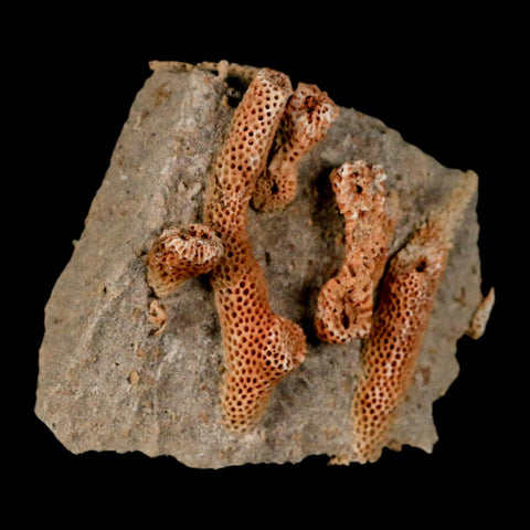 2.1" Thamnopora SP Coral Fossil Coral Reef Devonian Age Verde Valley, Arizona