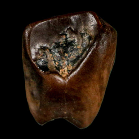 0.5" Triceratops Fossil Tooth Lance Creek FM Cretaceous Dinosaur WY COA Display