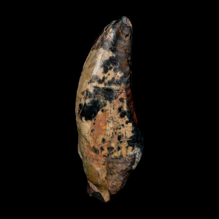 3" Eocarcharia Dinops Tooth Fossil Cretaceous Age Carcharodontosaurid Dinosaur Niger