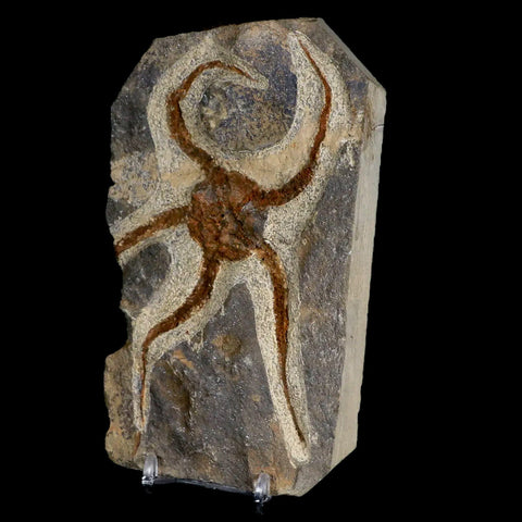 5" Brittlestar Ophiura Sp Starfish Fossil Ordovician Age Morocco COA & Stand - Fossil Age Minerals