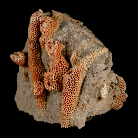 2.1" Thamnopora SP Coral Fossil Coral Reef Devonian Age Verde Valley, Arizona