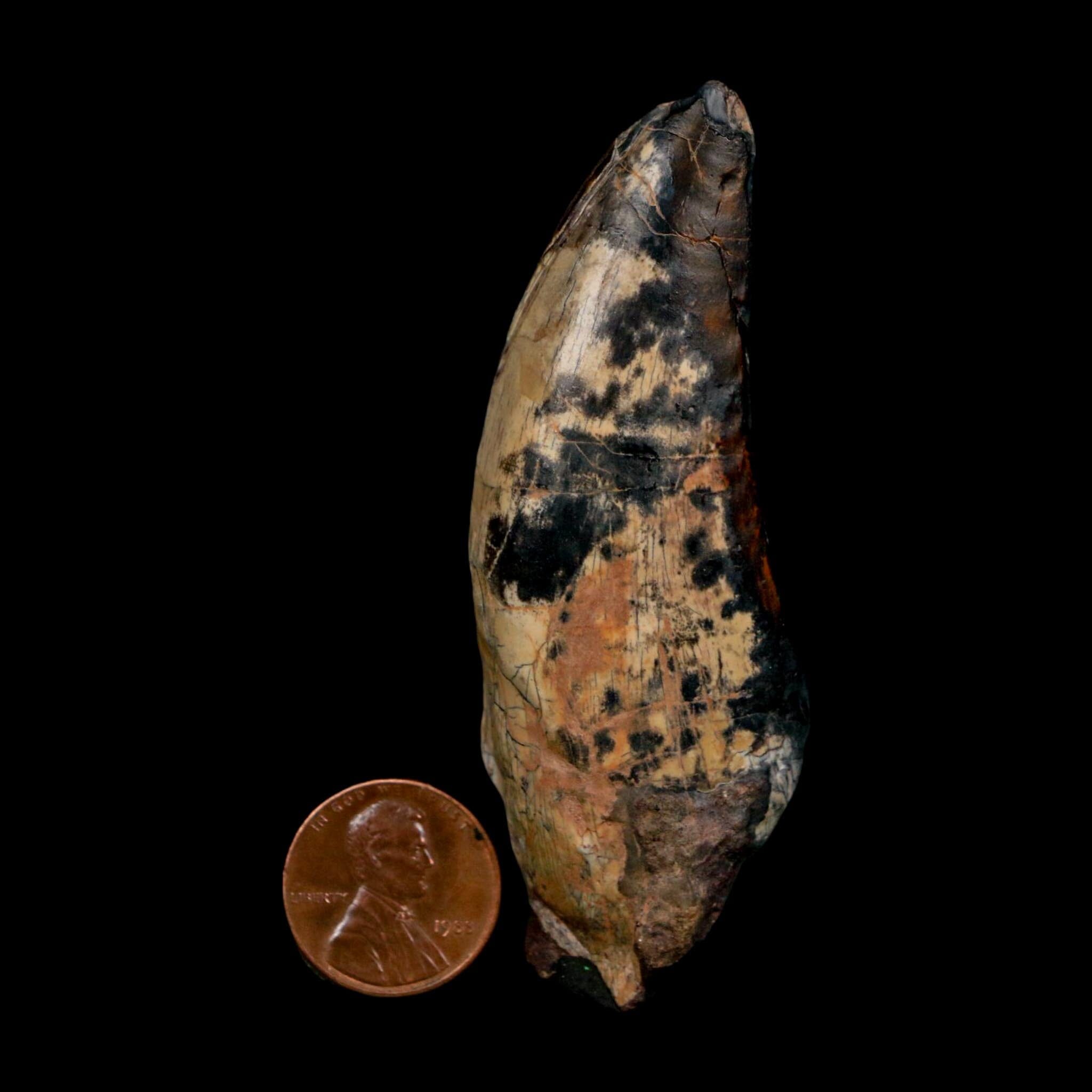 3" Eocarcharia Dinops Tooth Fossil Cretaceous Age Carcharodontosaurid Dinosaur Niger - Fossil Age Minerals