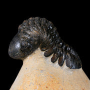 2.9" Reedops Cephalotes Trilobite Fossil Morocco Devonian Age 400 Mil Yrs Old COA