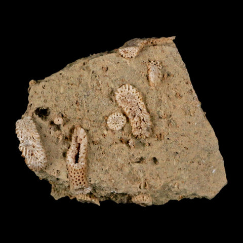 2.1" Thamnopora SP Coral Fossil Coral Reef Devonian Age Verde Valley, Arizona