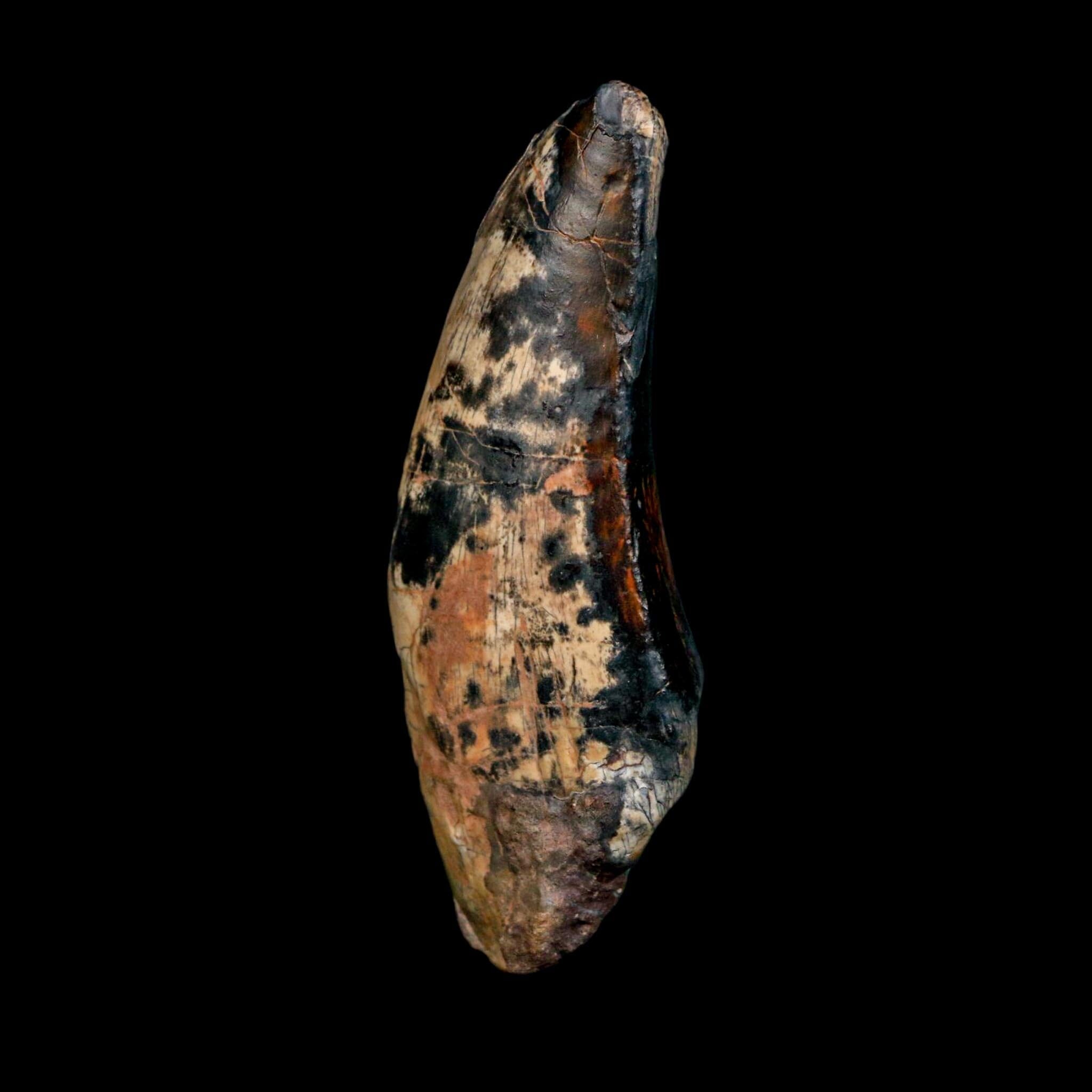 3" Eocarcharia Dinops Tooth Fossil Cretaceous Age Carcharodontosaurid Dinosaur Niger - Fossil Age Minerals