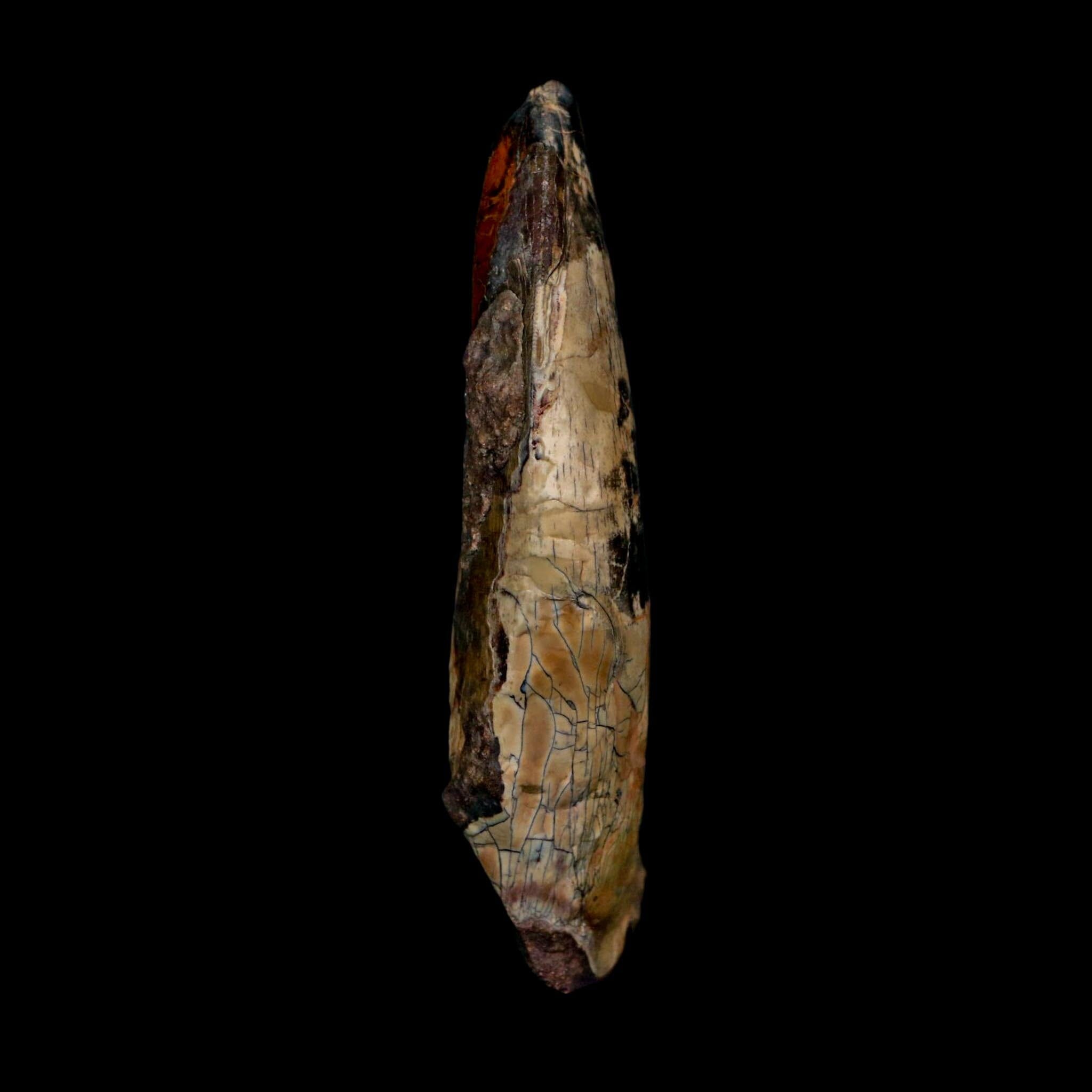 3" Eocarcharia Dinops Tooth Fossil Cretaceous Age Carcharodontosaurid Dinosaur Niger - Fossil Age Minerals