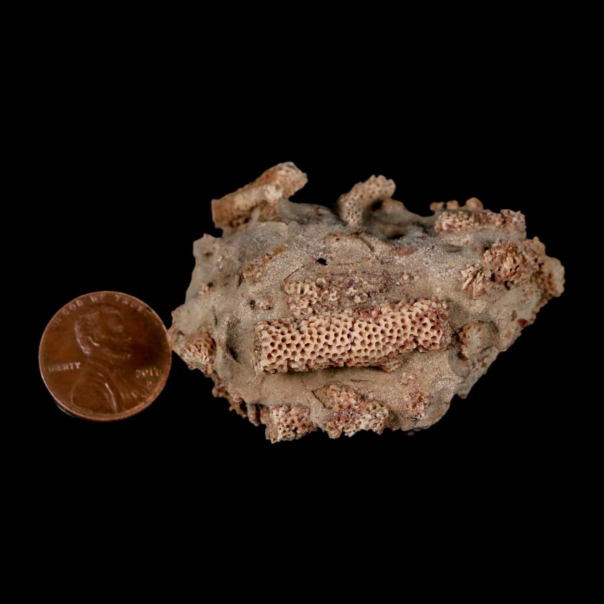 2.2" Thamnopora SP Coral Fossil Coral Reef Devonian Age Verde Valley, Arizona - Fossil Age Minerals
