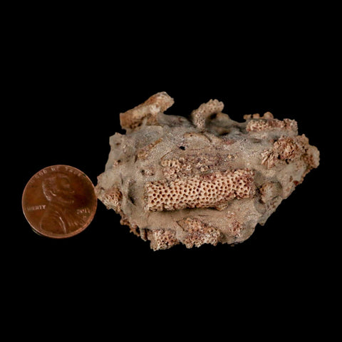 2.2" Thamnopora SP Coral Fossil Coral Reef Devonian Age Verde Valley, Arizona