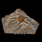 5" Brittlestar Ophiura Sp Starfish Fossil Ordovician Age Morocco COA & Stand