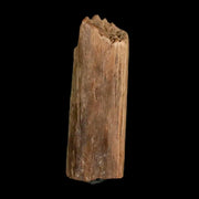 0.9" Hadrosaur Dinosaur Tendon Fossil Lance Creek FM Cretaceous WY COA Display