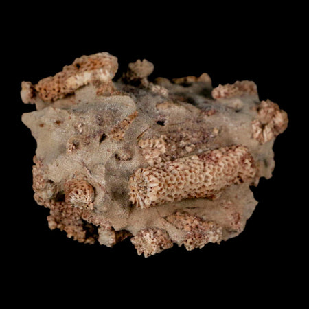 2.2" Thamnopora SP Coral Fossil Coral Reef Devonian Age Verde Valley, Arizona