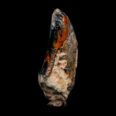 3" Eocarcharia Dinops Tooth Fossil Cretaceous Age Carcharodontosaurid Dinosaur Niger