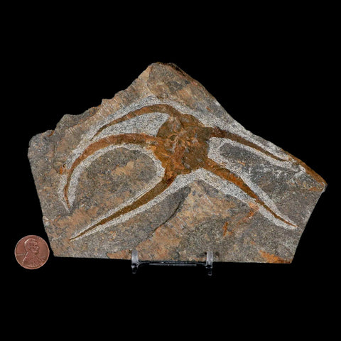 5" Brittlestar Ophiura Sp Starfish Fossil Ordovician Age Morocco COA & Stand - Fossil Age Minerals