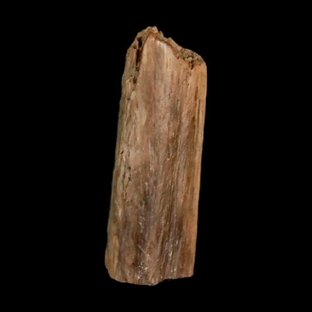 0.9" Hadrosaur Dinosaur Tendon Fossil Lance Creek FM Cretaceous WY COA Display