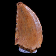 0.5" Abelisaur Serrated Tooth Fossil Cretaceous Age Dinosaur Morocco COA, Display