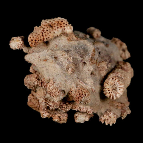 2.2" Thamnopora SP Coral Fossil Coral Reef Devonian Age Verde Valley, Arizona
