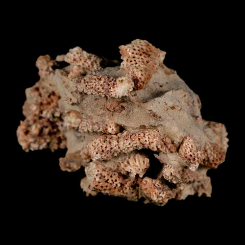 2.2" Thamnopora SP Coral Fossil Coral Reef Devonian Age Verde Valley, Arizona