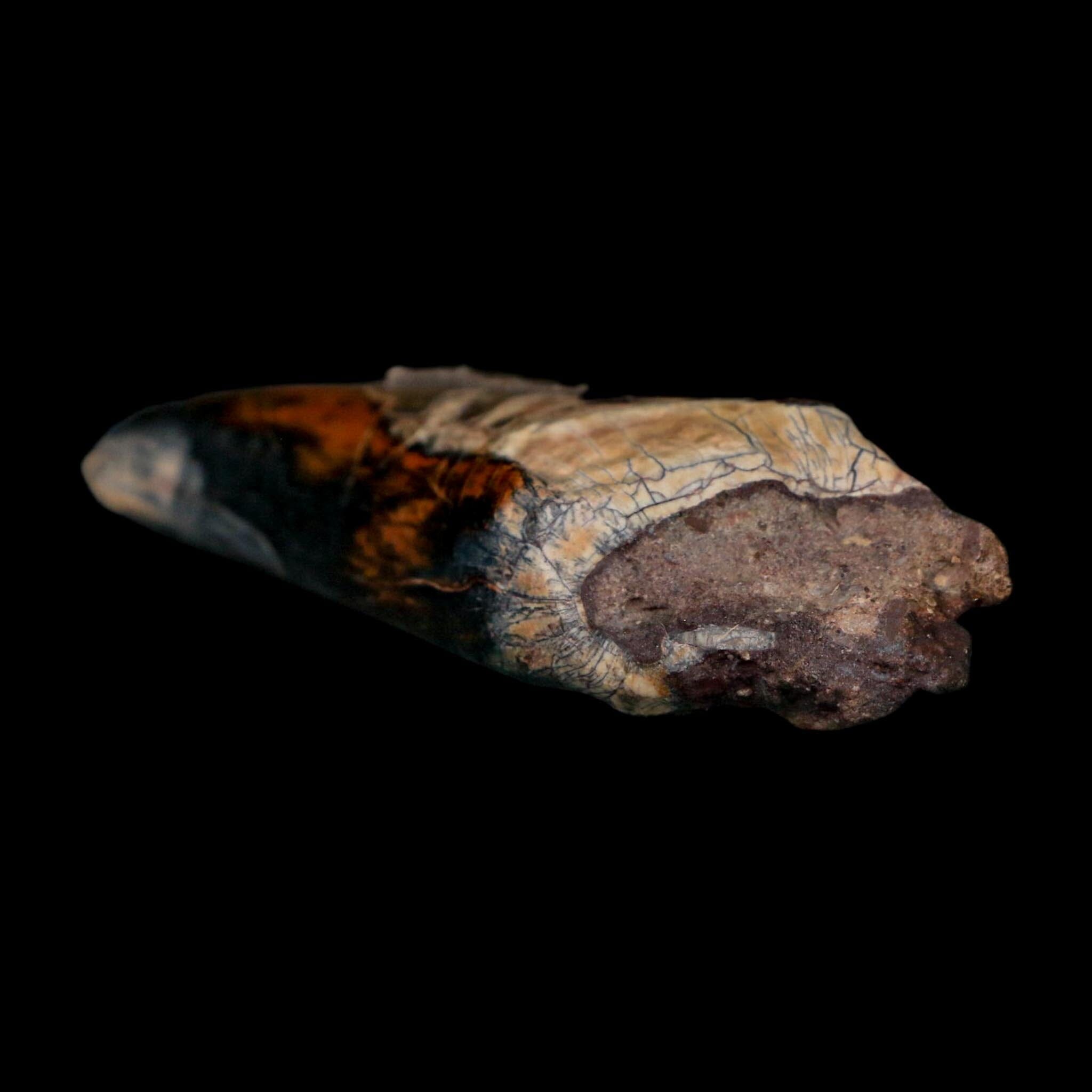 3" Eocarcharia Dinops Tooth Fossil Cretaceous Age Carcharodontosaurid Dinosaur Niger - Fossil Age Minerals