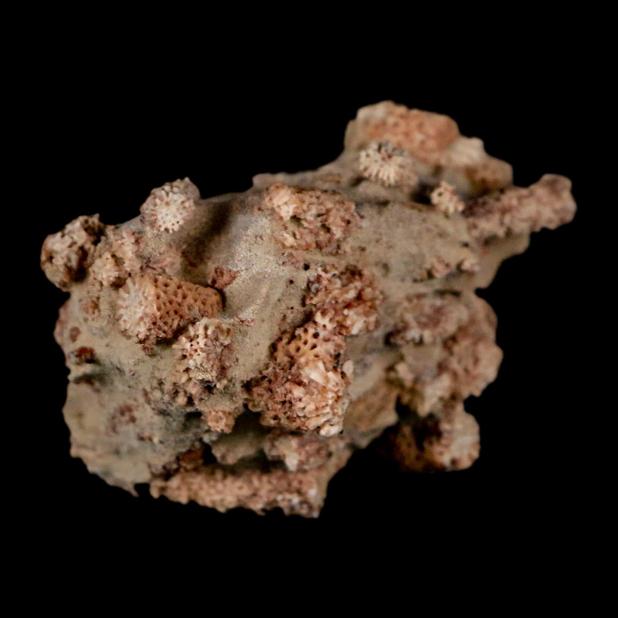 2.2" Thamnopora SP Coral Fossil Coral Reef Devonian Age Verde Valley, Arizona - Fossil Age Minerals