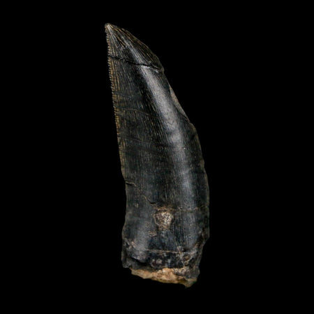 1.4" Kryptops Palaios Abelisaurid Serrated Tooth Fossil Cretaceous Age Dinosaur Niger