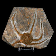 4.3" Brittlestar Ophiura Sp Starfish Fossil Ordovician Age Morocco COA & Stand