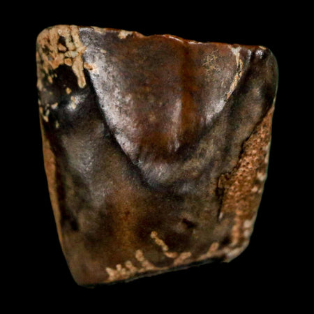 0.5" Triceratops Fossil Tooth Lance Creek FM Cretaceous Dinosaur WY COA Display