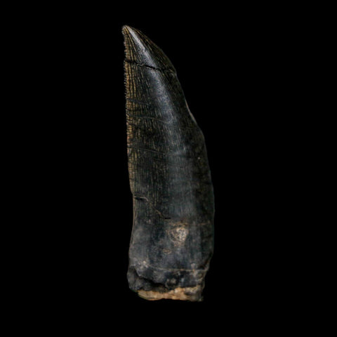 1.4" Kryptops Palaios Abelisaurid Serrated Tooth Fossil Cretaceous Age Dinosaur Niger