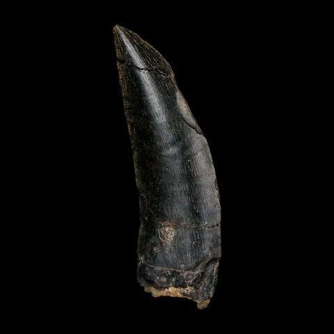 1.4" Kryptops Palaios Abelisaurid Serrated Tooth Fossil Cretaceous Age Dinosaur Niger