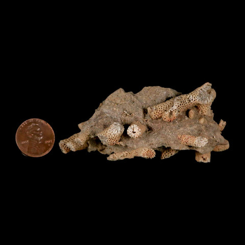 3.1" Thamnopora SP Coral Fossil Coral Reef Devonian Age Verde Valley, Arizona