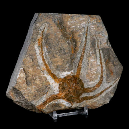 4.3" Brittlestar Ophiura Sp Starfish Fossil Ordovician Age Morocco COA & Stand